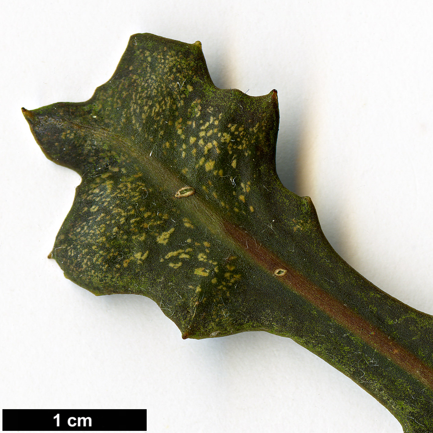 High resolution image: Family: Araliaceae - Genus: Pseudopanax - Taxon: ferox